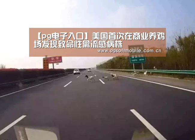 【pg电子入口】美国首次在商业养鸡场发现致命性禽流感病株(图2) pg电子